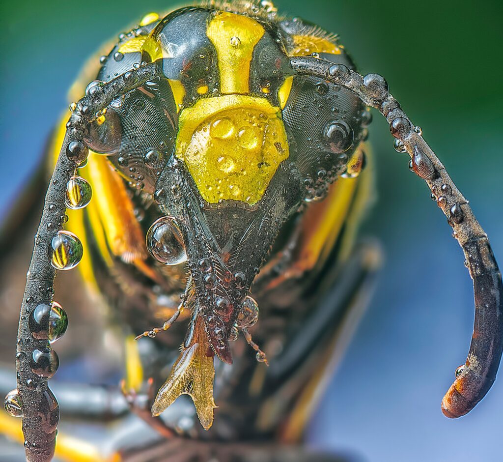 Yellow jacket sting hurts 12 hours later: A guide to lingering symptoms and warning signs.
