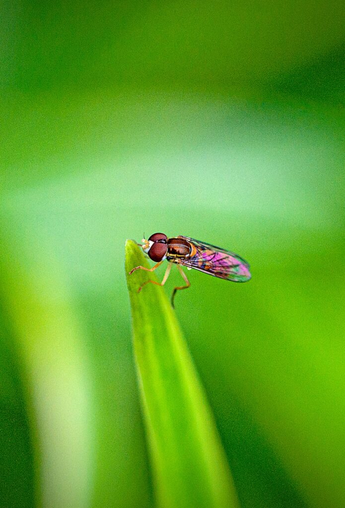 Why Are There So Many Flies in My Yard? guide to fly breeding sources, organic waste, standing water, yard maintenance, deterrents, and prevention.