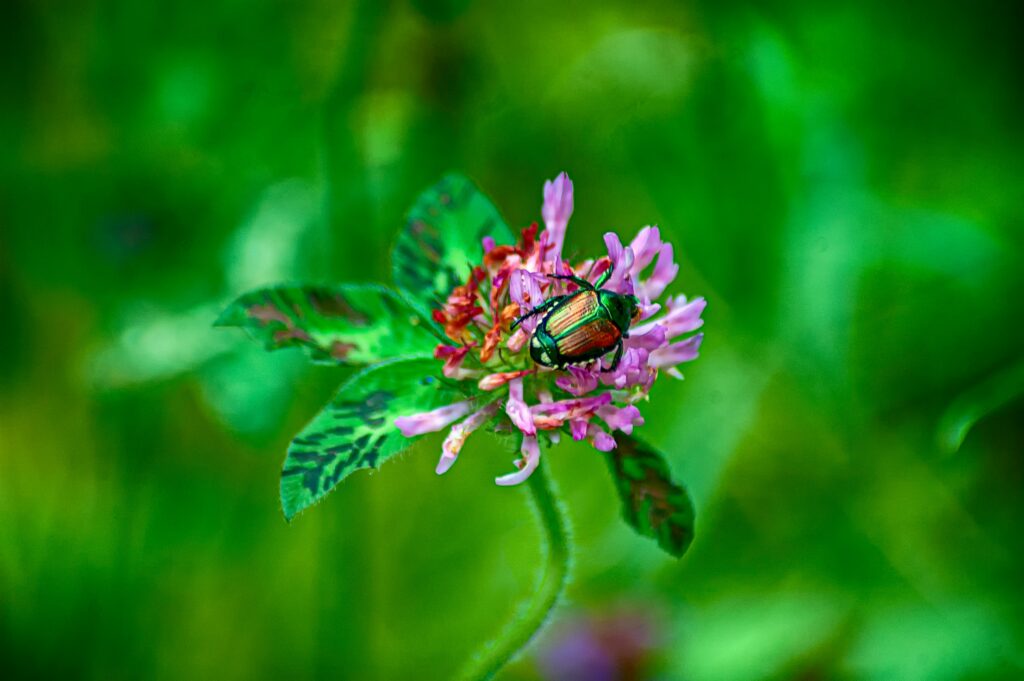 Why Are There So Many Flies in My Yard? covering garbage, pet waste, compost, moisture, fly traps, outdoor cleaning, and prevention.