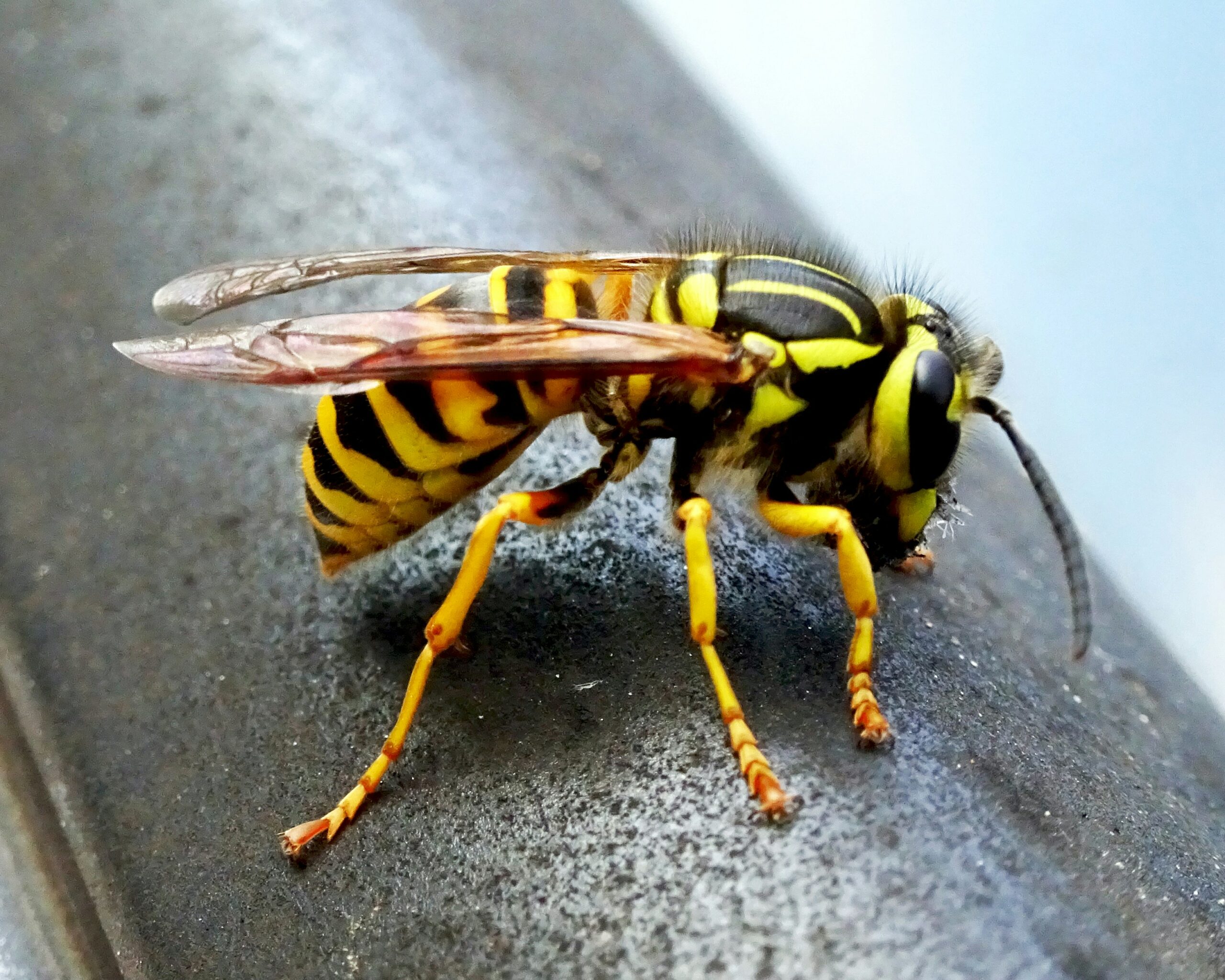 Yellow Jacket Sting Hurts 12 Hours Later? Warning Signs You Should Know