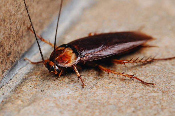 What Attracts Cockroaches to a Clean Home?